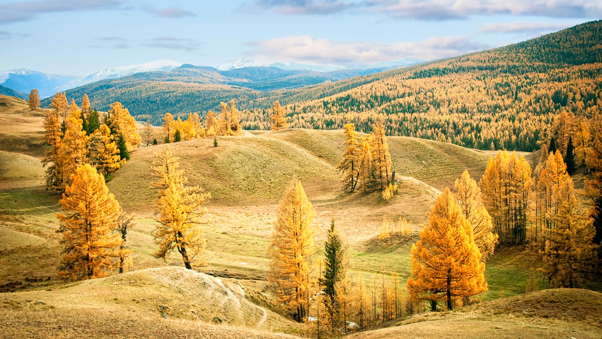 Золотая осень на Алтае